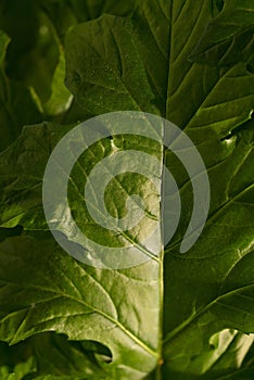 Texture of the green leaf of Acanthus mollis