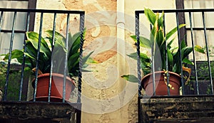 Texture of a green leaf as background