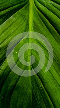 texture green leaf background detail pattern