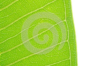 Texture green leaf isolated on white background with clipping path,Surface Green leaf