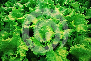 Texture of green leaf lettuce