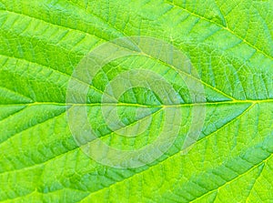 Texture of green leaf. Macro Photo. Abstract natural background