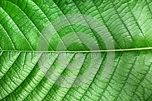 Texture of green leaf of Magnoliopsida plant type for background photo