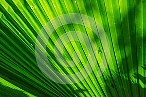 Texture of Green Leaf of Palm Tree for Natural Abstract Background.