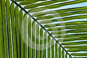 Texture of Green Leaf of Palm Tree for Natural Abstract Background