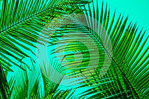 Texture of Green Leaf of Palm Tree for Natural Abstract Background