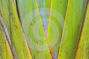 Texture of Green Leaf of Palm Tree for Natural Abstract Background