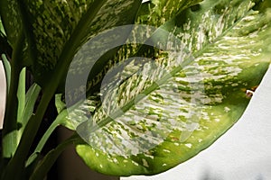 Texture of green leaf with sunlight.