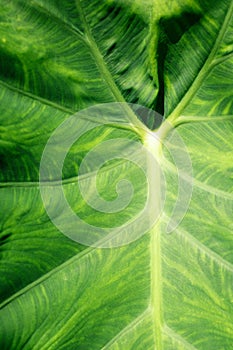 Texture of green leaf of tropical exotic plant in sunlight