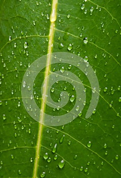 Texture of green leaf veins with water drops