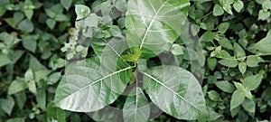 Texture of the Green Leaves of the Awar Awar Tree