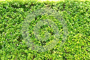 The Texture green leaves small , Background tree leaves ,