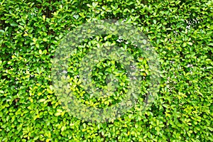 The Texture green leaves small , Background tree leaves ,