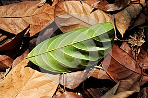 Texture of green leaves on top of dried brown leaves