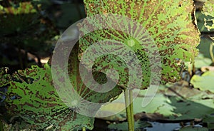 Texture of green lotus leaf