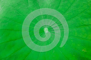 Texture green lotus leaf for background