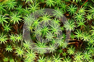 Texture of green moss