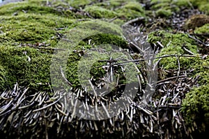 Texture of green moss and dry twigs background.