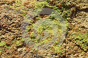 Texture of green moss on the stone