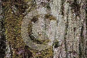 Texture green moss on tree bark