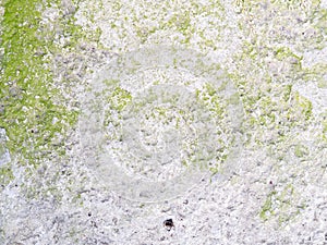Texture of green moss on a white stucco wall