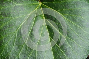 Texture of green natural leaf, clearly visible streaks