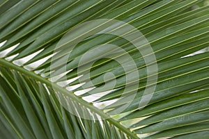 Texture of green palm leaf. Abstract background of tropical palm leaves. Tropical greenhouse in Zielona Gora