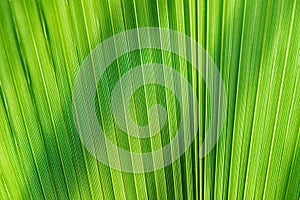 The texture of the green palm leaf on the lumen