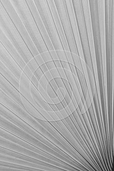 Texture of Green palm Leaf on softlight monotone