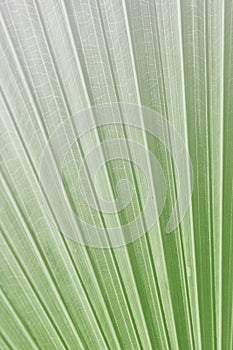 Texture of Green palm Leaf on softlight monotone