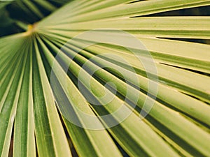 Texture of Green palm Leaf, Livistona Rotundifolia palm tree, retro filr photo