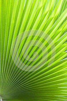 Texture of Green palm Leaf.( blur )