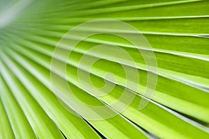 Texture of Green palm Leaf.( blur )