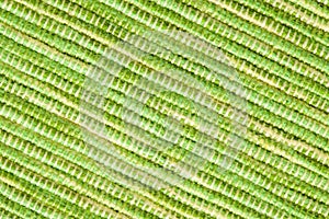 Texture of green placemats