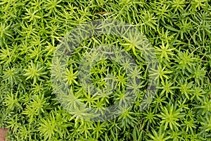 Texture of green small tree