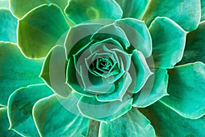 Texture of A Green Succulent Plant