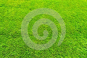 Texture green summer grass, fresh, light green, bright, soft, natural natural grass cover, golf courses, football field, field for