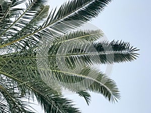 Texture of green sweeping beautiful fresh tropical palm fronds with lots of leaves and copy space against the blue sky. The backgr