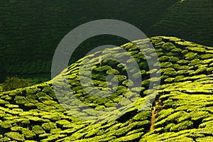 Texture of green tea farm