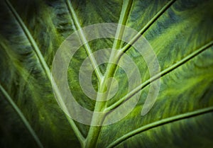 Texture of a green tropical leaf with strong viens. Natural tropical green background. Selective focus photo