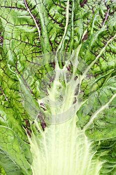 Texture of green vegetable leaf full frame photo