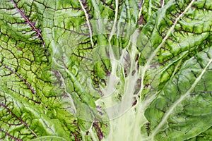 Texture of green vegetable leaf full frame photo
