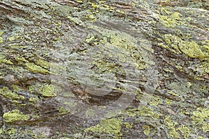 Texture of green yellow Map Lichen deposits on rocks in high mountain in Austria, Europe