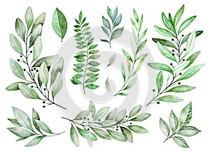 Texture with greens,branch, leaves, fern leaves, foliage