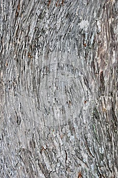 Texture of Grey Curved Barks on Tree photo