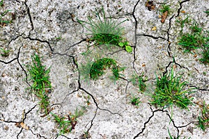 Texture of grey withered earth with cracks and green grass