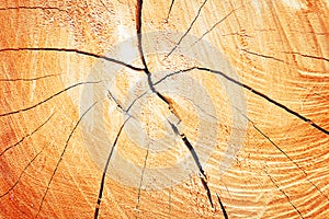 Texture of growth rings tree