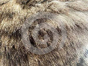 The texture of the hairy feline brown and gray fluffy coat from the back of the cat. The background