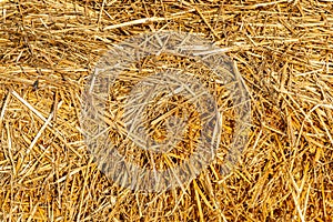 Texture of hay or straw close up. Abstraction background
