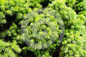 Texture of healthy green pine needles